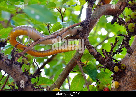 Indian biacco, dhaman , Ptyas sulla mucosa fig tree di Pune, Maharashtra. Foto Stock