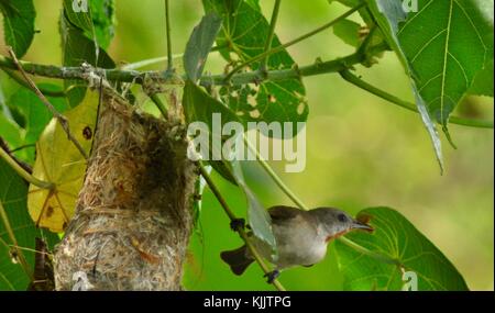 Rufous-throated honeyeater (conopophila rufogularis) presso il suo nido su un albero a strapiombo sul fiume Ross, Townsville, Queensland, Australia Foto Stock