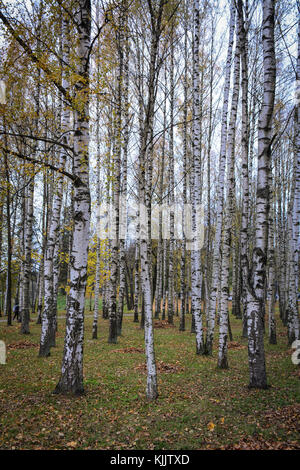 Alberi di pioppo in autunno la foresta a San Pietroburgo, Russia. Foto Stock