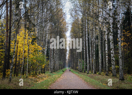 La gente che camminava per strada con molti alberi di pioppo in autunno a San Pietroburgo, Russia. Foto Stock