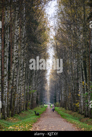 Strada d'autunno con molti alberi di pioppo a San Pietroburgo, Russia. Foto Stock