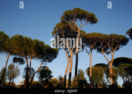 Alberi di pino nella Villa Borghese, Roma. L'Italia. Foto Stock