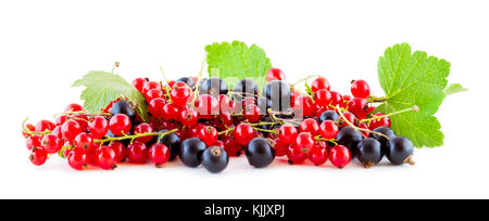 Ribes rosso e nero isolato sul panoramico bianco Foto Stock