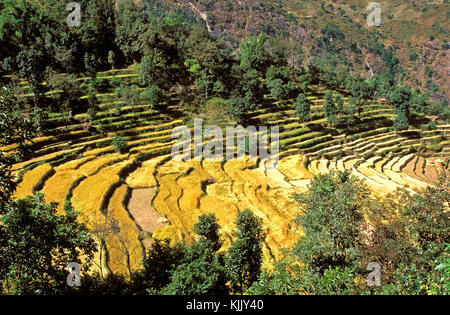 Campi di riso terrazzati nel Annapurnas. Il Nepal. Foto Stock