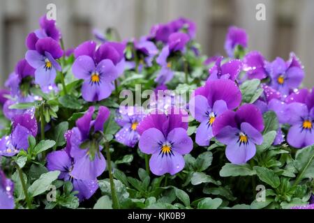 Un gruppo di fresche mutande da giardino. Un primo piano di piccole viola, dopo la pioggia. Sfondo verde naturale con spazio di testo. Foto Stock