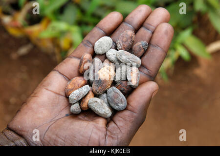 Innocenzo Mbabazi corre un vivaio. Egli ha ricevuto 2 prestiti da ENCOT microfinanza. Semi di cacao. Uganda Foto Stock