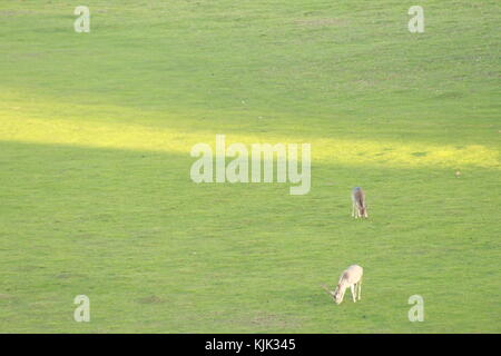 Daini pascolano in un campo Foto Stock