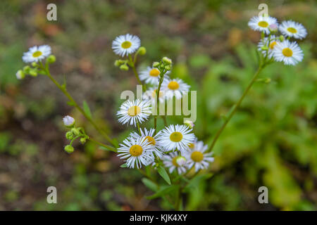 Camomiles autunno su sfondo di erba verde Foto Stock