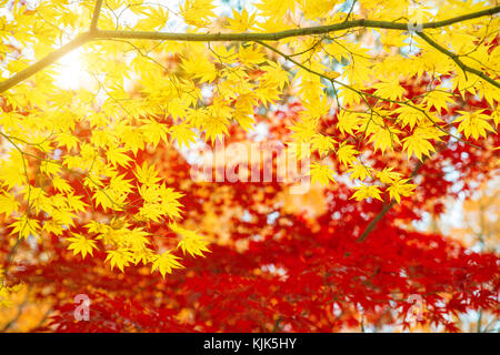 Rosso e Giallo di foglie di acero in autunno con cielo azzurro sfondo sfocato, preso dal Giappone. Foto Stock