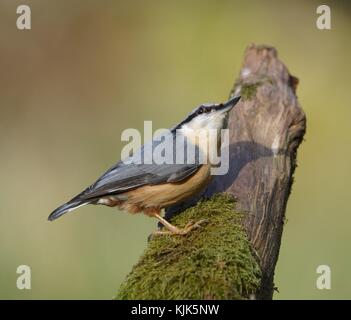 "Watch Out'..Predator circa Foto Stock