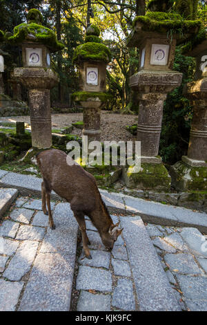 Kasuka lanterne Srhine & cervi - Kasuga Taisha è famosa per le sue numerose lanterne che sono state donate da adoratori. Molte lanterne di bronzo entro la s Foto Stock