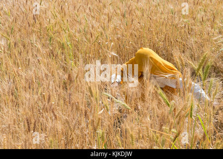 Il grano raccolto da una donna sconosciuta vestito in uniforme di colore giallo, in India. Foto Stock