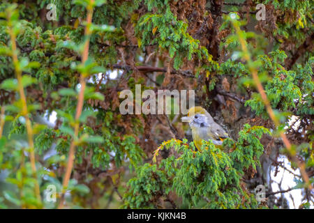 Un bar throated minla bird seduto su un ramo in cerca di cibo; la foto è stata scattata in Bhutan. Foto Stock