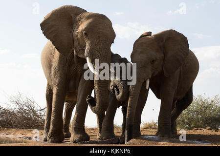 Madikwe Game Reserve. In Africa la famiglia di elefante africano (Loxodonta africana). Sud Africa. Foto Stock