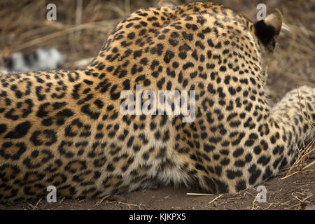 Parco Nazionale del Serengeti. Leopard (Panthera pardus). Close-up. Tanzania. Foto Stock