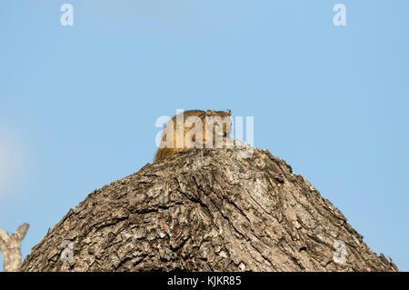 Parco Nazionale di Kruger. Massa del capo scoiattolo (Xerus inauris). Sud Africa. Foto Stock