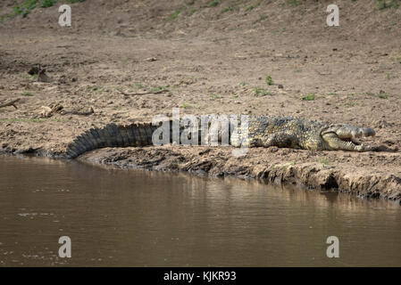 Masai Mara riserva nazionale. Coccodrillo del Nilo (Crocodylus niloticus) in appoggio su una riva di un fiume. Kenya. Foto Stock