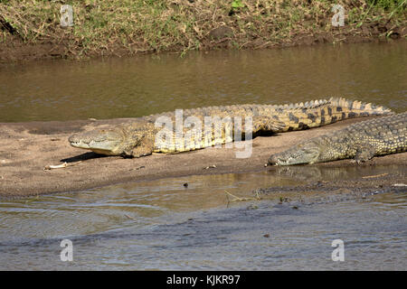 Parco Nazionale del Serengeti. Coccodrillo del Nilo (Crocodylus niloticus) in appoggio su una riva di un fiume. Tanzania. Foto Stock