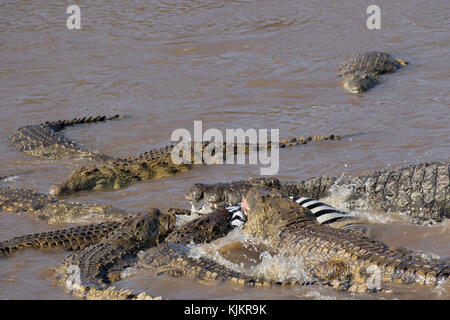 Parco Nazionale del Serengeti. Coccodrillo del Nilo (Crocodylus niloticus) gruppo di alimentazione comune su Zebra (Equus quagga) carcassa. Tanzania. Foto Stock