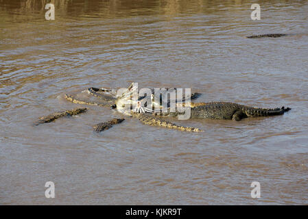 Parco Nazionale del Serengeti. Coccodrillo del Nilo (Crocodylus niloticus) gruppo di alimentazione comune su Zebra (Equus quagga) carcassa. Tanzania. Foto Stock