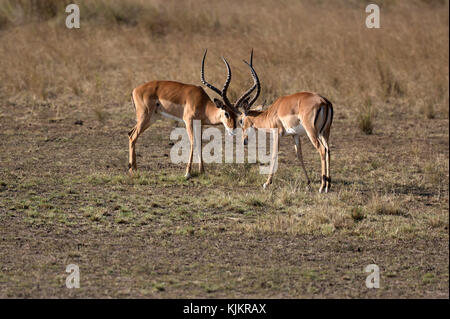 Masai Mara riserva nazionale. Impala (Aepyceros melampus). Kenya. Foto Stock