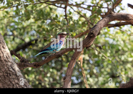 Parco Nazionale del Serengeti. Un lilla-breasted rullo (Coracias caudatus). Tanzania. Foto Stock