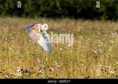 Il barbagianni in volo Foto Stock