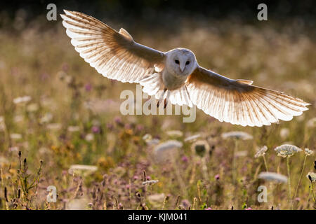 Il barbagianni in volo Foto Stock