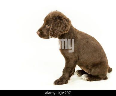 Lavorando cocker spaniel cucciolo su sfondo bianco Foto Stock