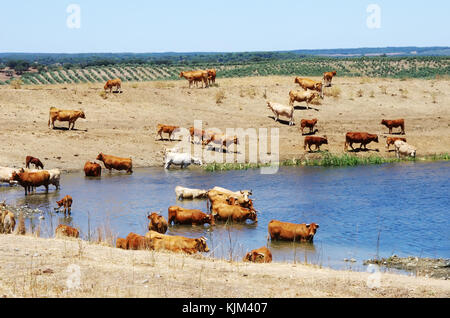 Mandria di vacche sul lago a sud del Portogallo Foto Stock