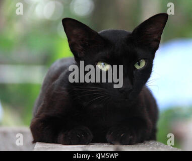 Gatto nero appoggiato Foto Stock