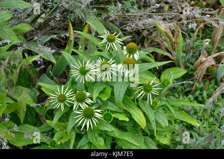Close up di echinacea 'verde invidia' in un giardino di confine di fiori Foto Stock