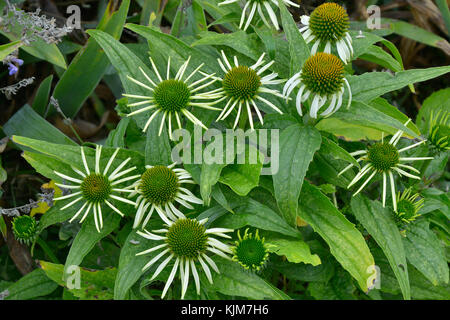 Close up di echinacea 'verde invidia' in un giardino di confine di fiori Foto Stock