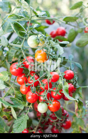 Parte di pomodoro cherry impianto wit diversi frutti di colore Foto Stock