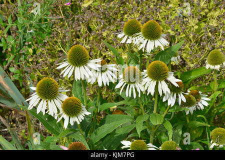 Close up di echinacea purpurea 'White Swan" in un giardino di confine di fiori Foto Stock