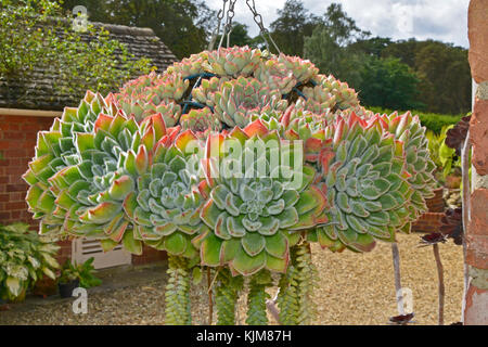 Una selezione di piante succulente visualizzati in una cesta appesa Foto Stock