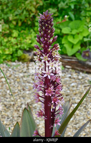 Eucomis comosa " spumante " borgogna o ananas lily in crescita in un paese giardino Foto Stock