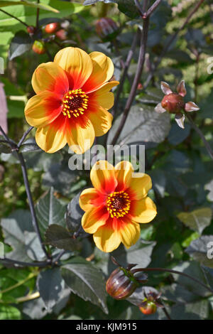 Close up dahlia 'moonfire' in un bordo del giardino Foto Stock