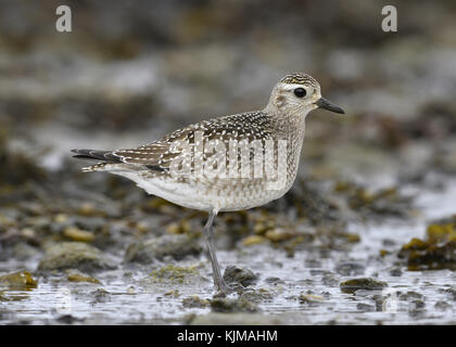 American golden plover - pluvialis dominica Foto Stock