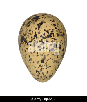 Avocetta - recurvirostra avosetta Foto Stock