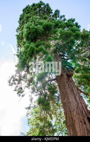 Vista di terra fino al cielo blu di una sequoia gigante albero su di una luminosa giornata di sole Foto Stock