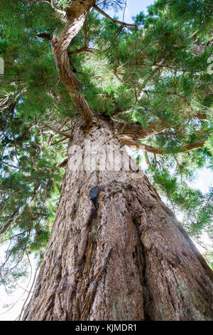 Vista di terra fino al cielo blu di una sequoia gigante albero su di una luminosa giornata di sole Foto Stock