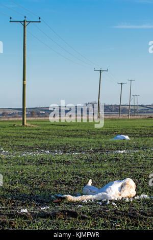 Due morti Cigni (Cygnus olor) al di sotto delle linee di alimentazione dopo la collisione con loro, Cambridgeshire, Inghilterra Foto Stock