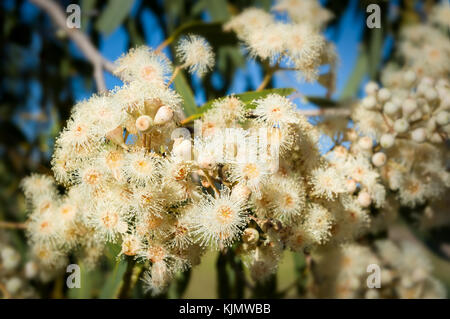 Fiore bianco di un fantasma Gum. Foto Stock