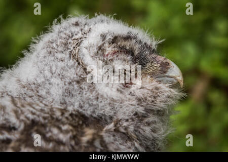Tawny Owl, Strix aluco, giovane uccello, è uscito di recente dalla scatola degli uccelli. Primo piano della testa dal lato, sfondo verde morbido di cespugli di mirtillo Foto Stock
