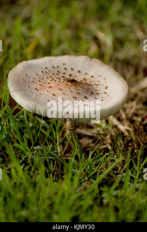 Shaggy copertura di inchiostro fungo isolato in erba illuminato dalla luce del mattino Foto Stock