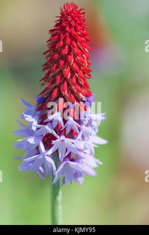 PRIMULA VIALII Foto Stock