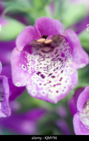 DIGITALIS PURPUREA Foto Stock