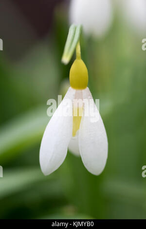 GALANTHUS PLICATUS WENDYS GOLD Foto Stock