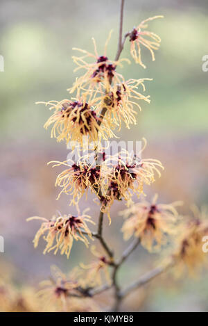 HAMAMELIS X INTERMEDIA un tizzone Foto Stock